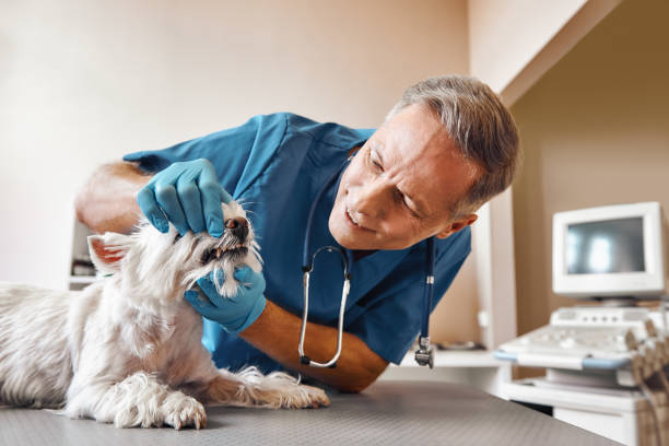 Best Weekend Emergency Dentist in Dekal, IL